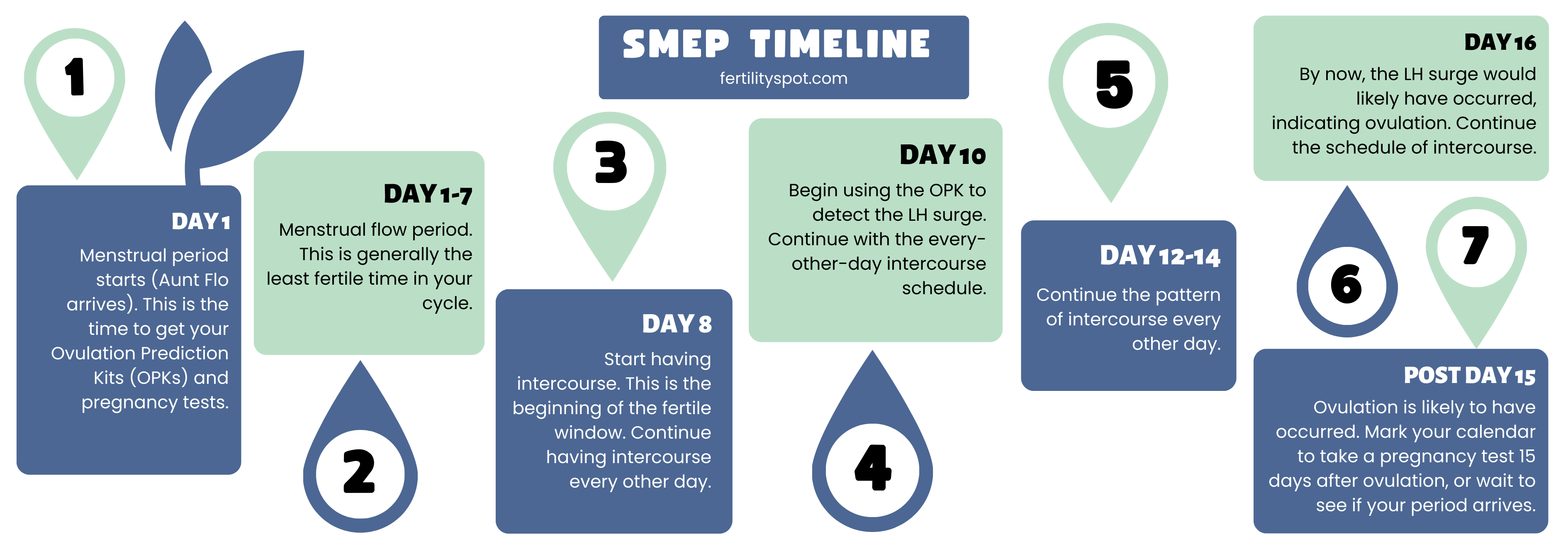 Fertility Spot - What Is The Sperm Meets Egg Plan Or SMEP And How Does It Work? Timeline Infographic